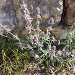 Stachys cretica Deilen