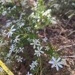 Ricinocarpos pinifolius Bloem