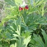 Paeonia californica Агульны выгляд