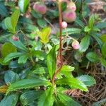 Chimaphila umbellata Květ