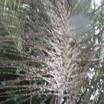 Butia odorata Muu