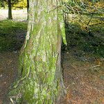 Chamaecyparis lawsoniana Bark