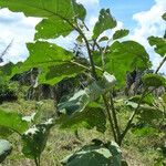 Solanum stramoniifolium Lehti