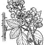 Rubus montanus Annet