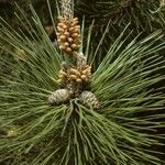 Pinus thunbergii Vrucht