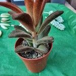 Kalanchoe tomentosaFolha