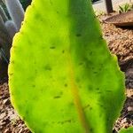 Kalanchoe gastonis-bonnieri Levél