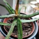 Aloe bakeri Blatt