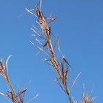 Themeda quadrivalvis ᱡᱚ