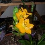Ornithogalum dubium Çiçek