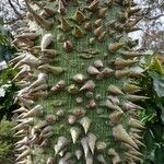 Ceiba speciosa Bark