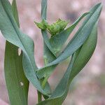 Bupleurum lancifolium Blodyn