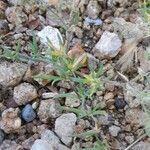 Spergularia rubra Blatt