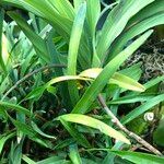 Maxillaria variabilis Агульны выгляд