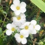 Arenaria montana Flor