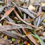 Celmisia gracilenta Yaprak