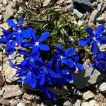 Gentiana brachyphylla অভ্যাস