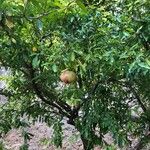 Punica granatumMeyve
