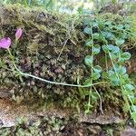 Centaurium scilloides Feuille