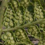 Dryopteris mindshelkensis Anders