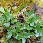 Salix retusa Leaf