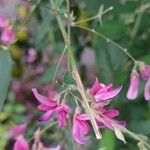 Lespedeza bicolorBloem