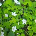 Oxalis acetosellaBlomst