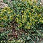 Euphorbia seguieriana Hábito