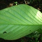 Piper prismaticum Leaf