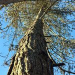 Pinus ponderosa Bark