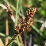 Carex lachenalii Цвят
