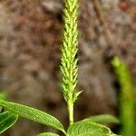 Salix pentandra Fruit