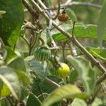 Solanum campylacanthum Fruit