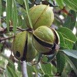 Carya illinoinensis Fruchs