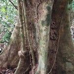 Hylodendron gabunense Corteza