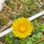 Taraxacum campylodesBlomst