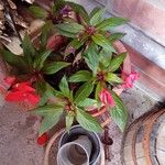 Impatiens hawkeri 葉