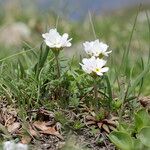 Androsace adfinis Blomst