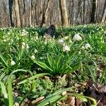 Leucojum vernum ശീലം