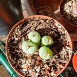 Conophytum velutinum Leaf