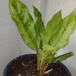 Aglaonema commutatumЛіст