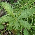Potentilla gracilis Foglia