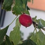 Malus baccataFruit