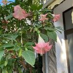 Brugmansia versicolor Flors