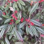 Cotoneaster salicifolius Feuille