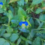 Commelina communis Květ