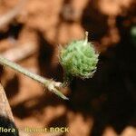Medicago rigidula Mbuma