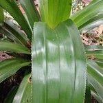 Pandanus dubius Folio