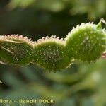 Hedysarum glomeratum Ffrwyth