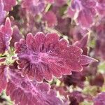 Coleus decurrensBlatt